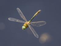 Glänzende Smaragdlibelle im Flug